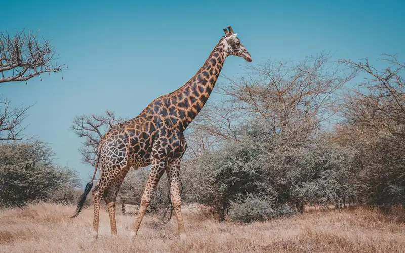Une girafe marchant dans la savane sèche