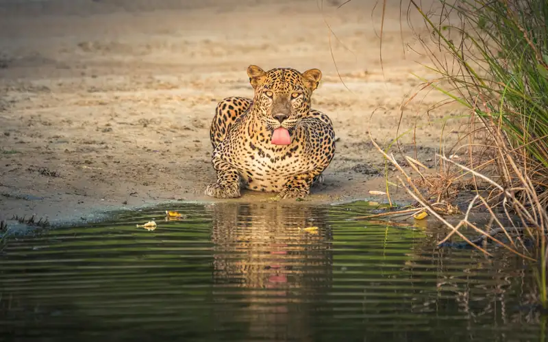 Un léopard se reposant près d’un point d’eau