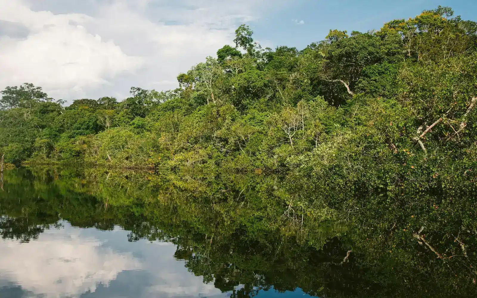 La forêt tropicale reflétée dans une rivière calme