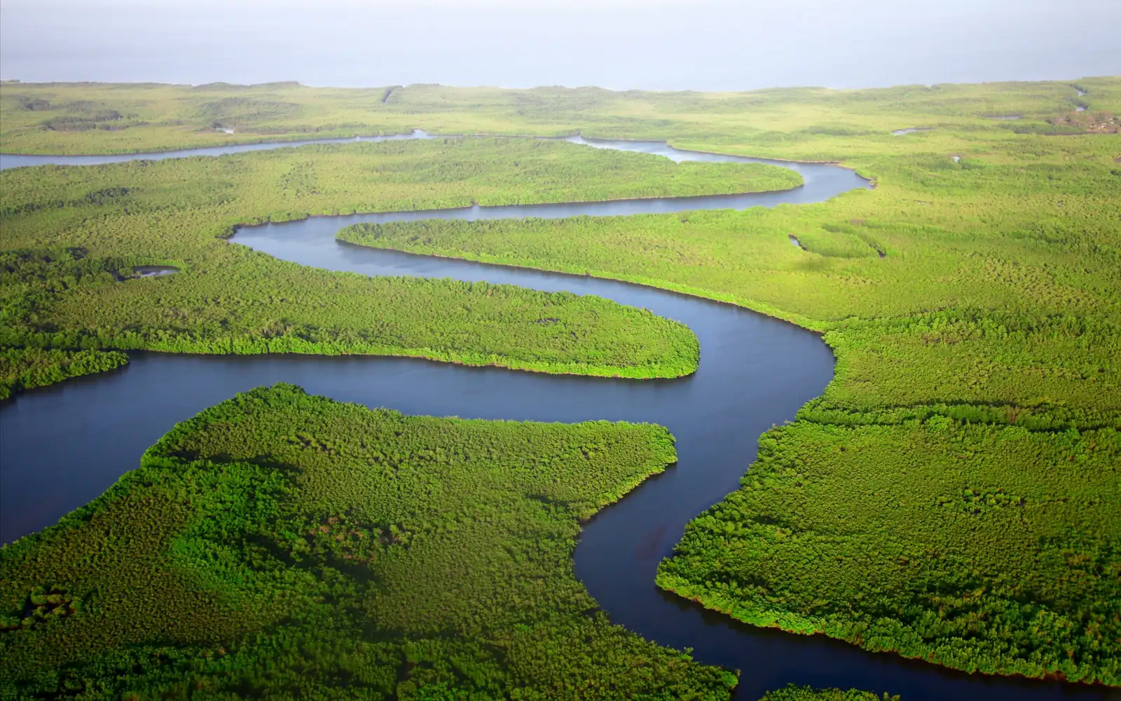 Un fleuve sinueux à travers la mangrove verte