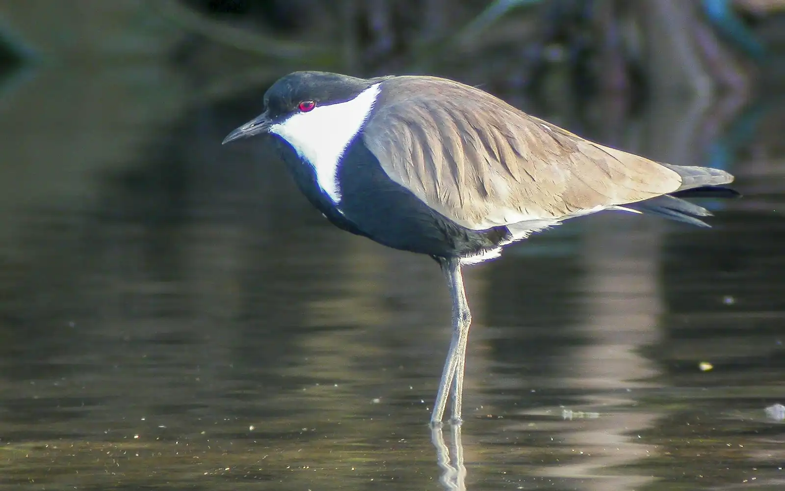 Un échassier dans une eau calme