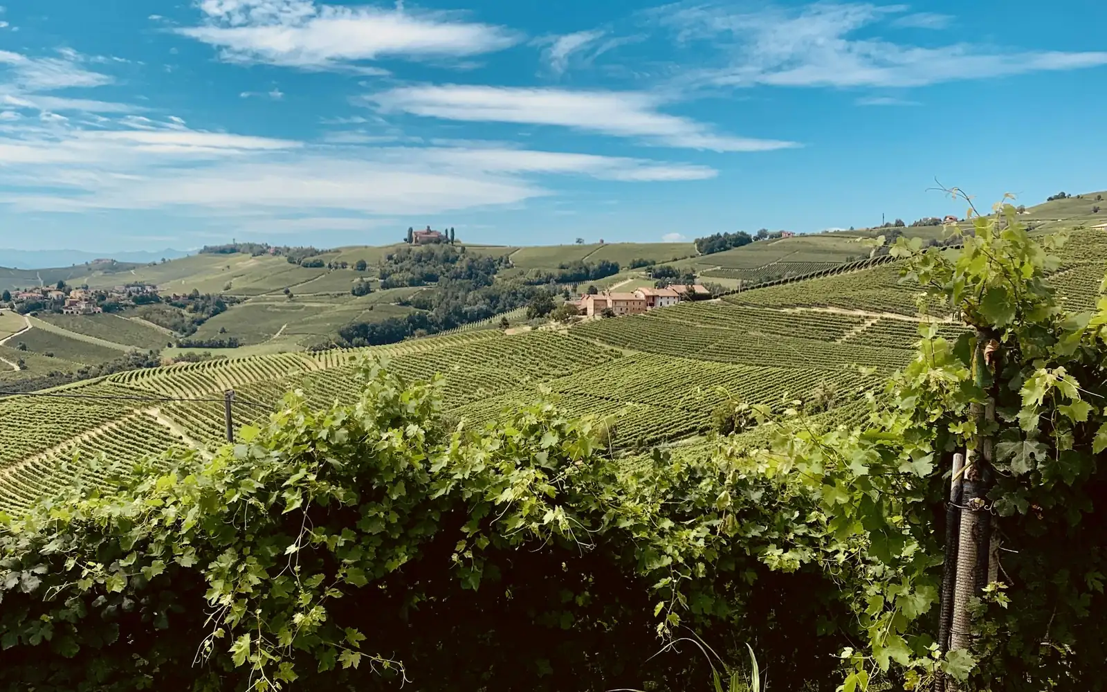 Des vignes sur les collines ondulantes des Langhe