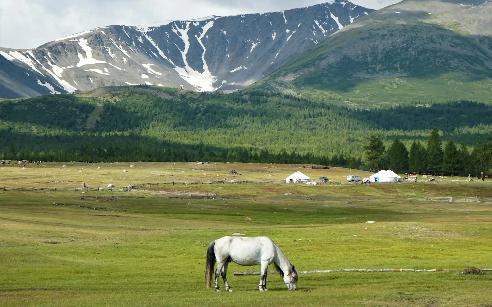 Un cheval blanc broutant sous des montagnes enneigées
