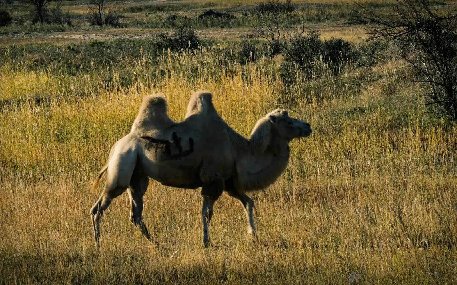 Un chameau de Bactriane sur la steppe dorée