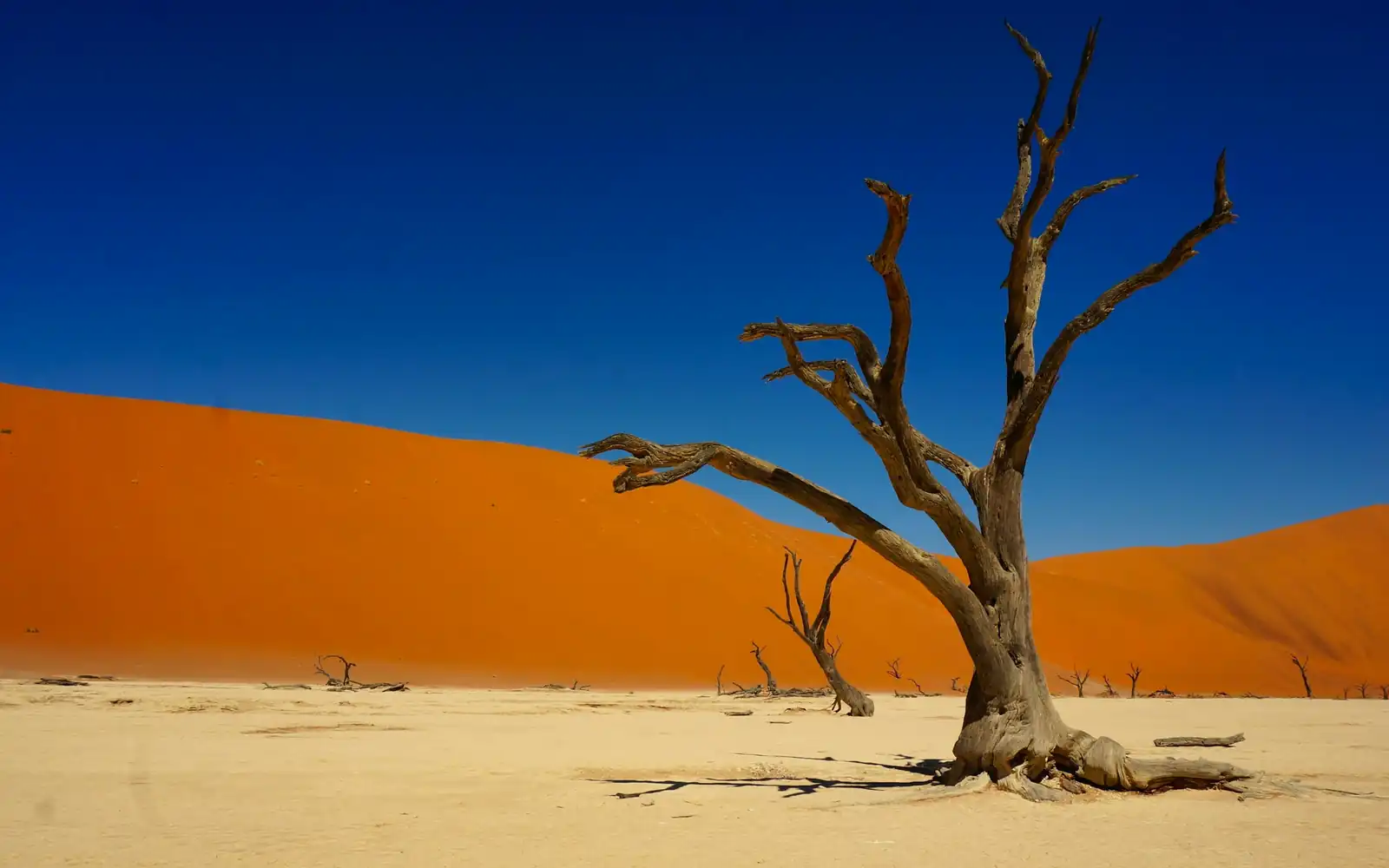 Un acacia mort devant une dune orange
