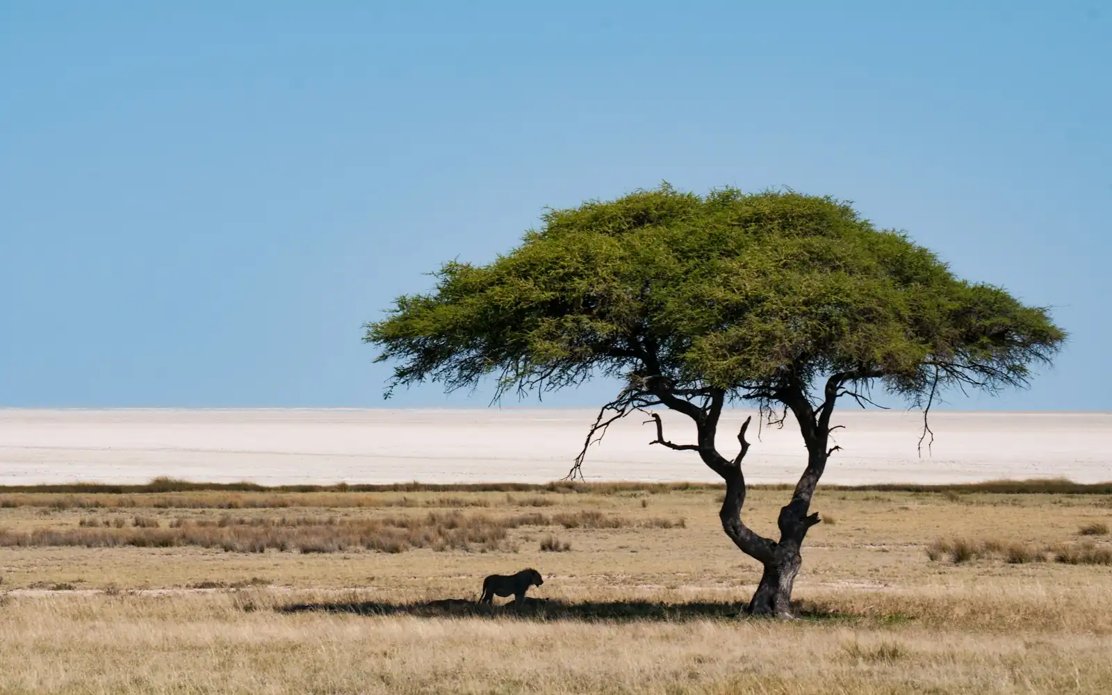 Un acacia solitaire sur le pan blanc d’Etosha