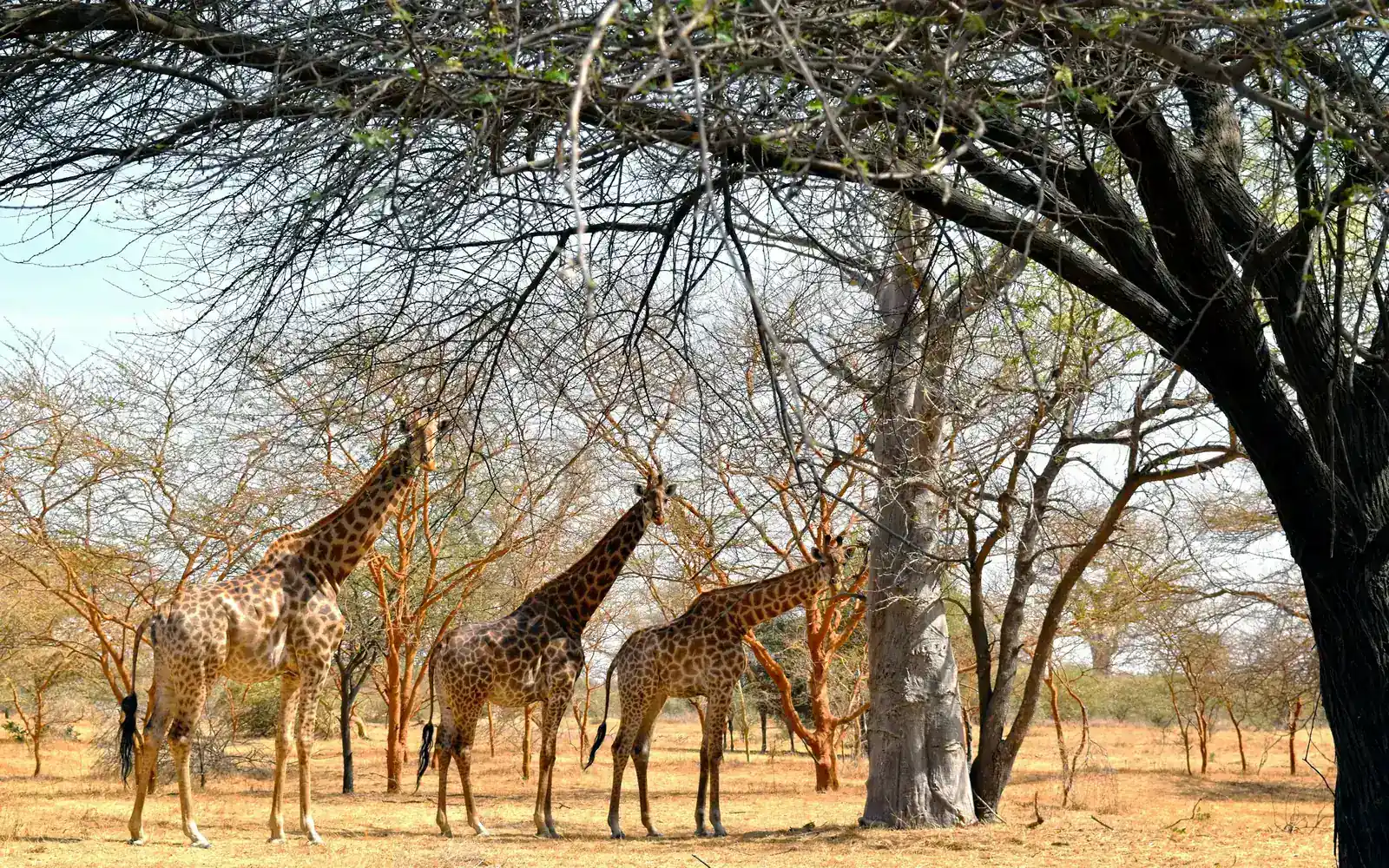 Des girafes sous des acacias dans une réserve privée