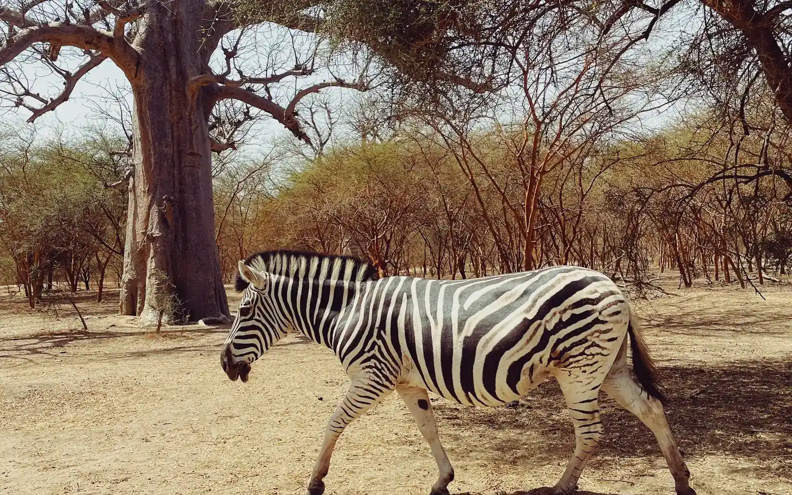Un zèbre marchant sous un baobab