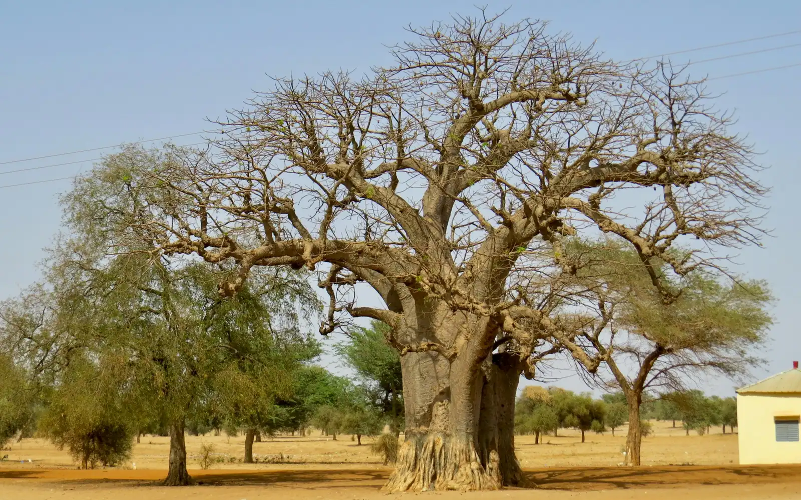 Un majestueux baobab dans la savane sèche
