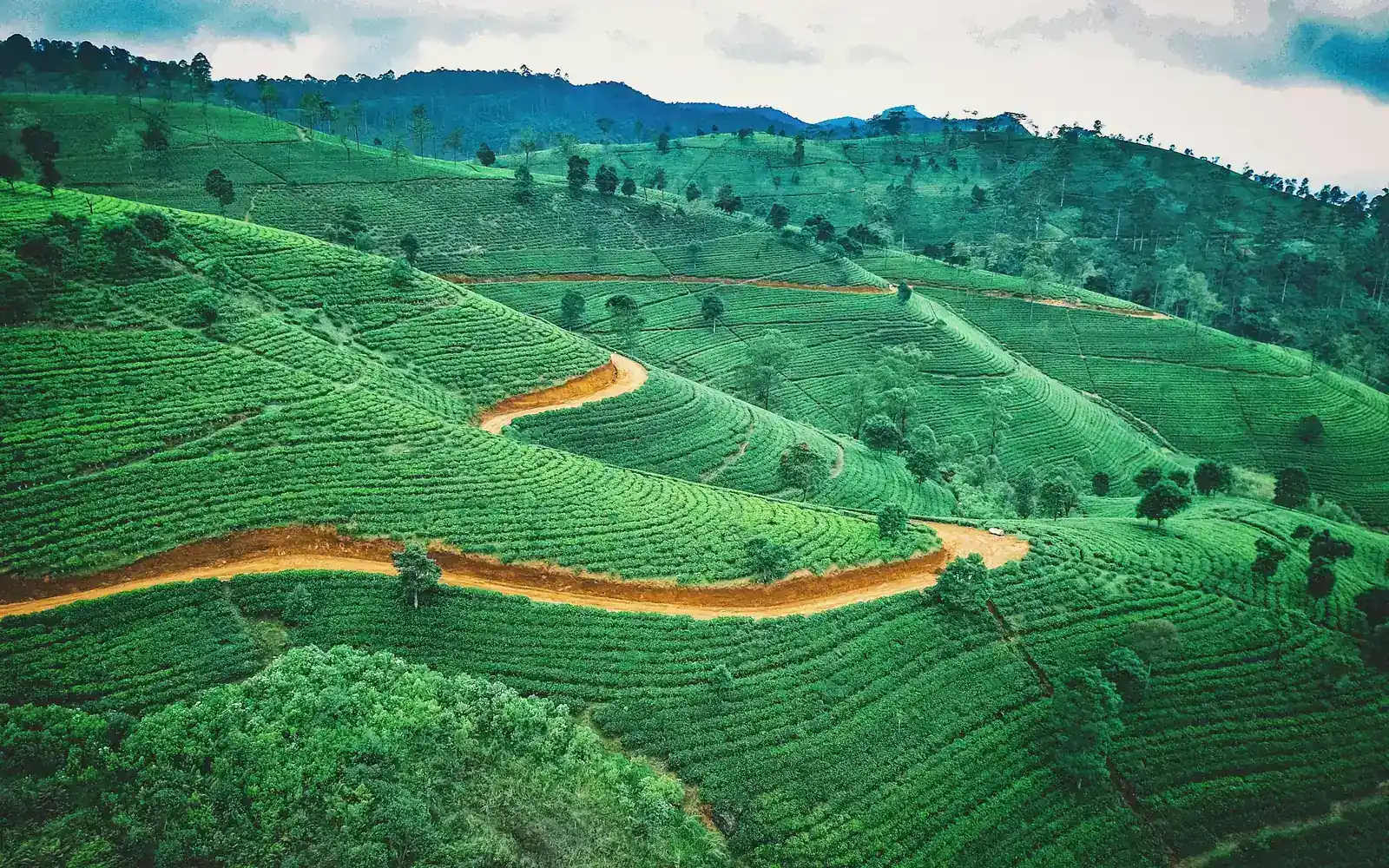 Des collines couvertes de thé et leurs sentiers sinueux