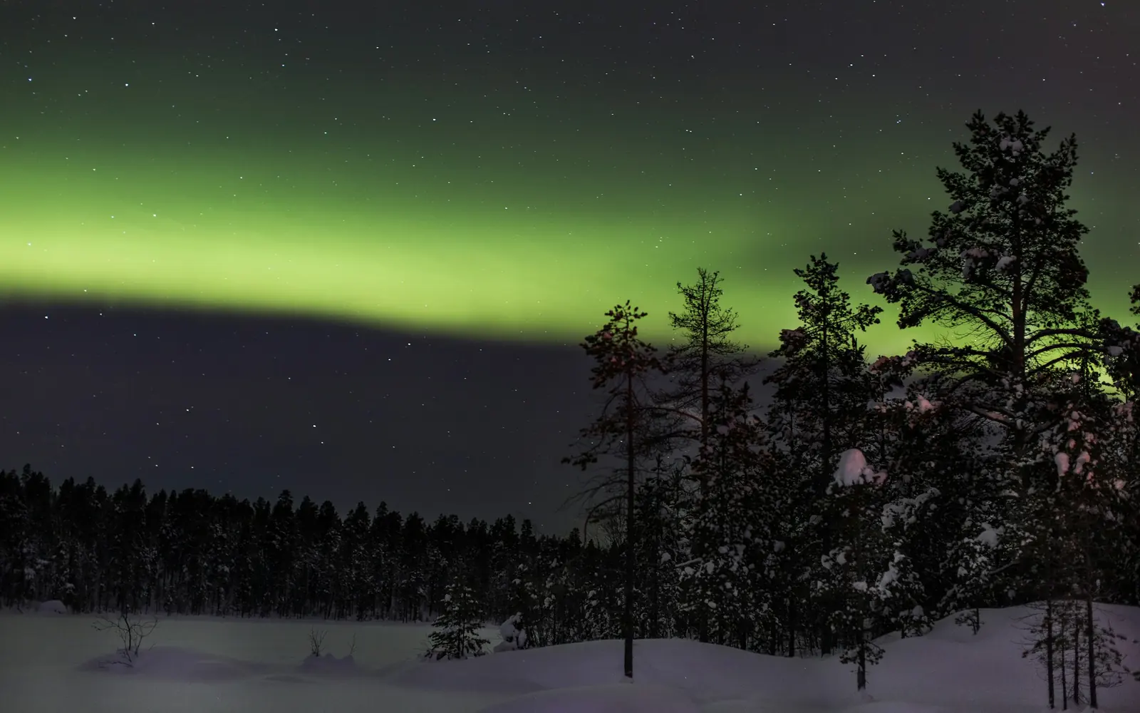Des aurores boréales vertes au-dessus d’une forêt de pins enneigée