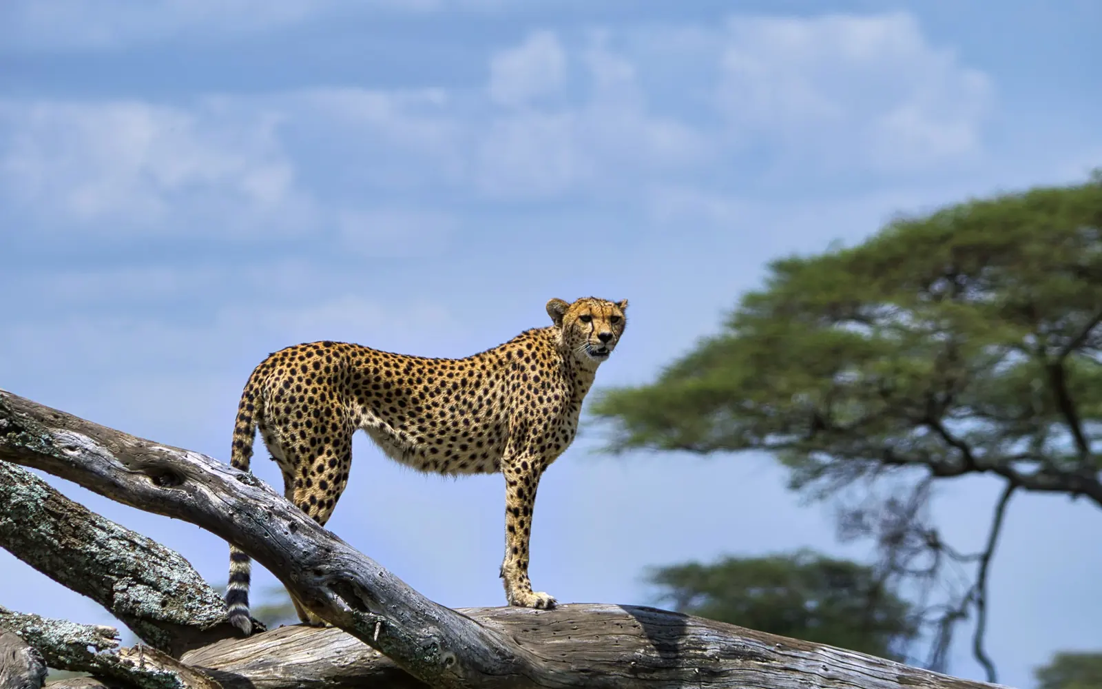 Un guépard se reposant sur un tronc d’arbre tombé