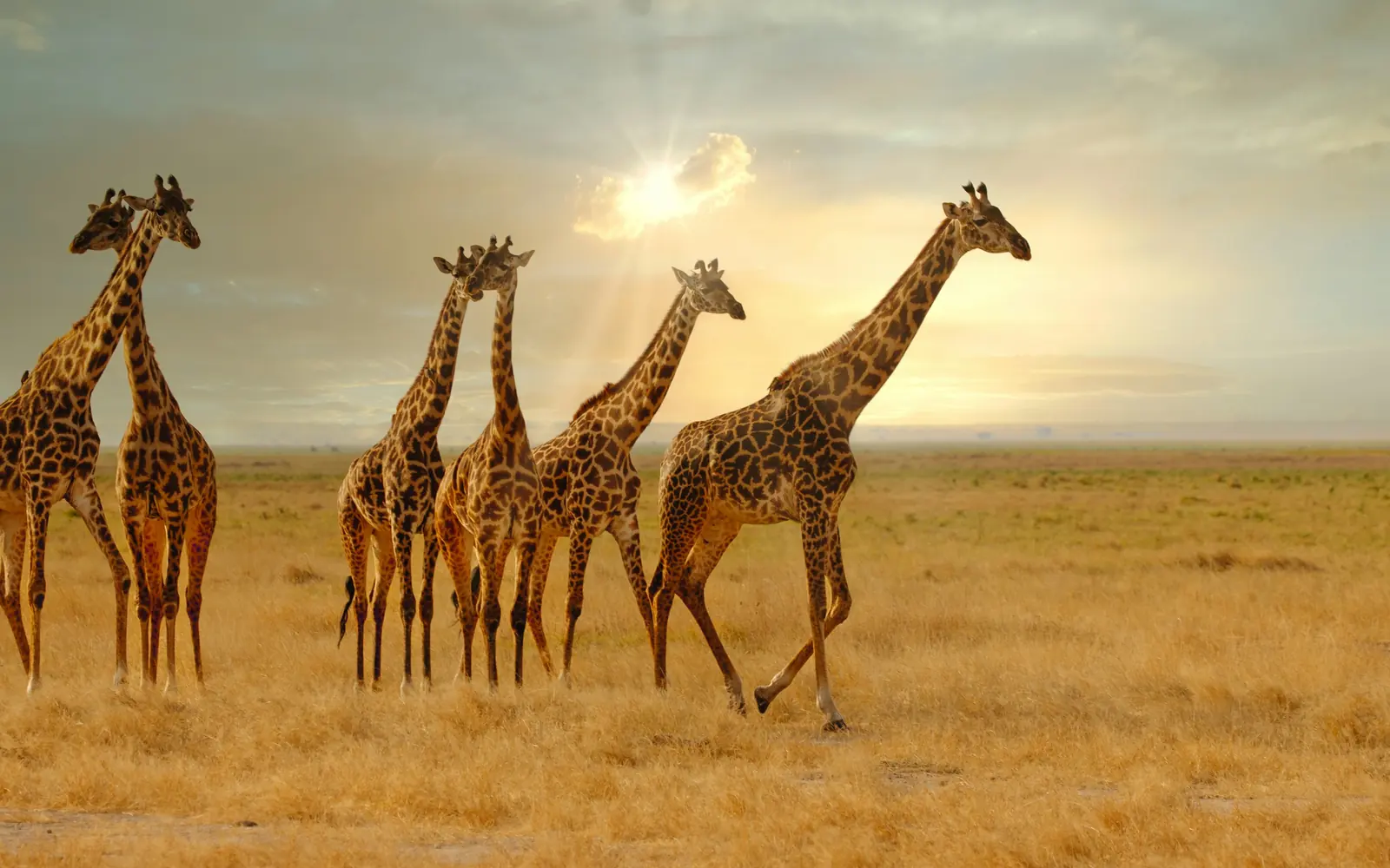 Des girafes marchant dans la savane au coucher du soleil