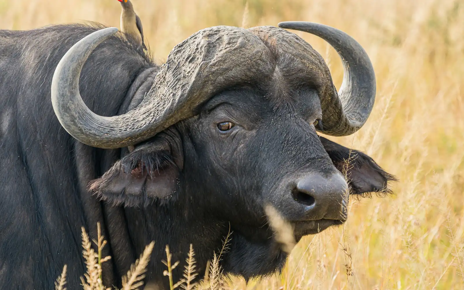 Un buffle du Cap dans la lumière de l’après-midi