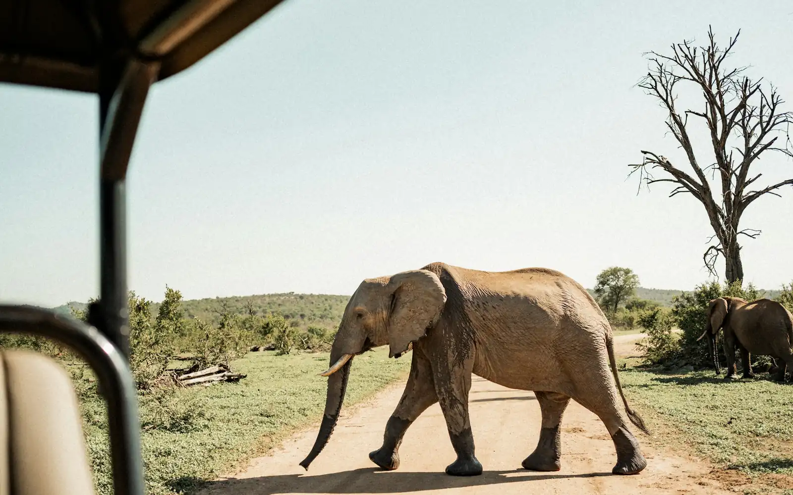 Un éléphant traversant la piste devant le véhicule de safari