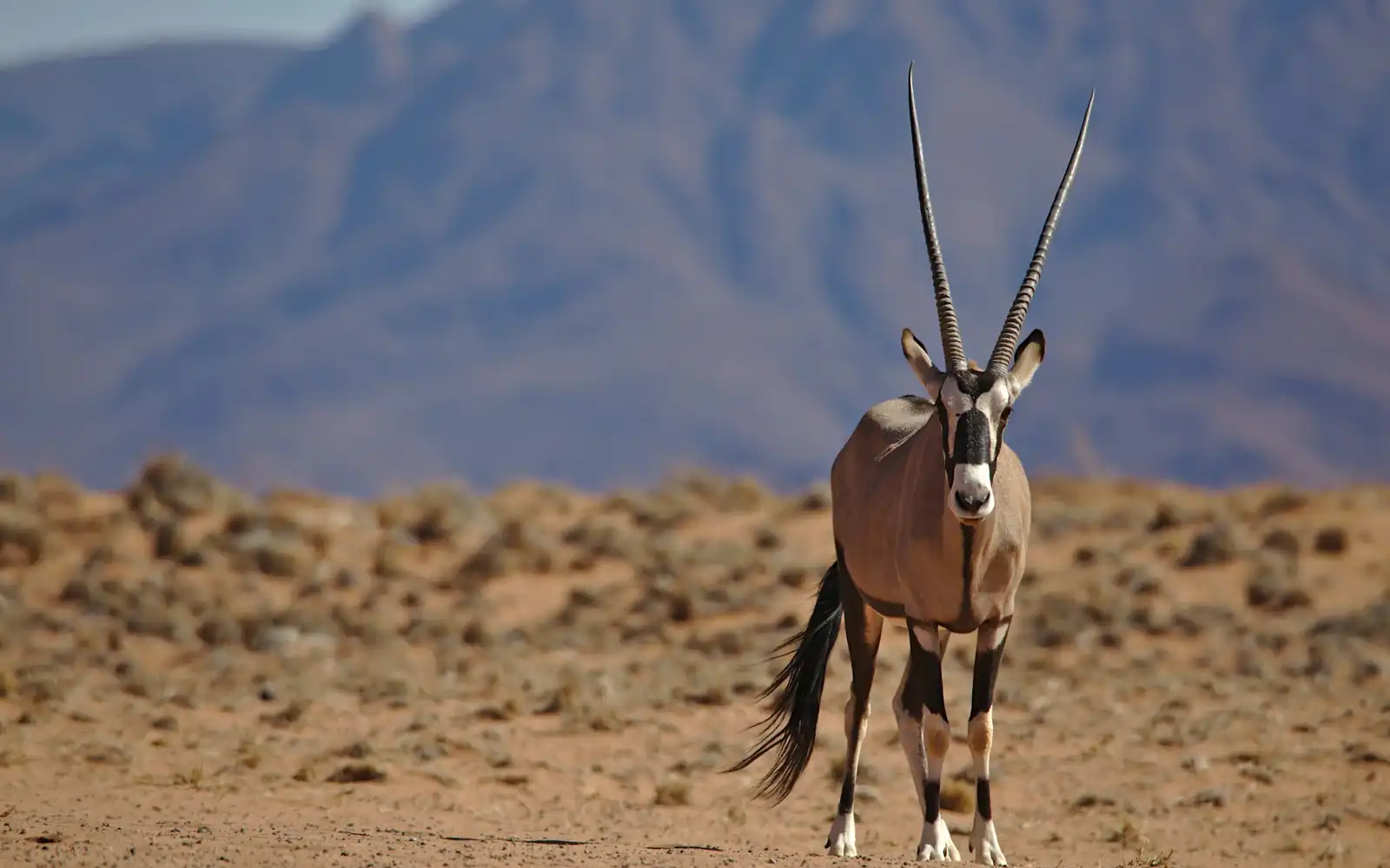 Un oryx gemsbok dans la plaine sèche sous les montagnes