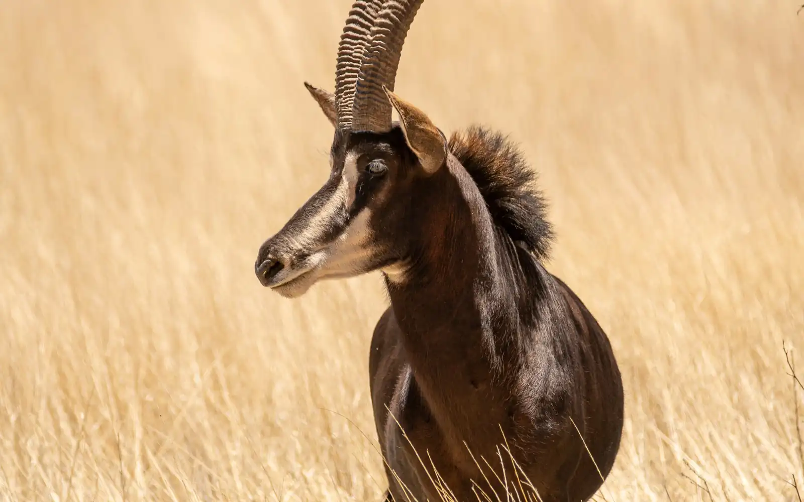 Une antilope sable dans l’herbe dorée