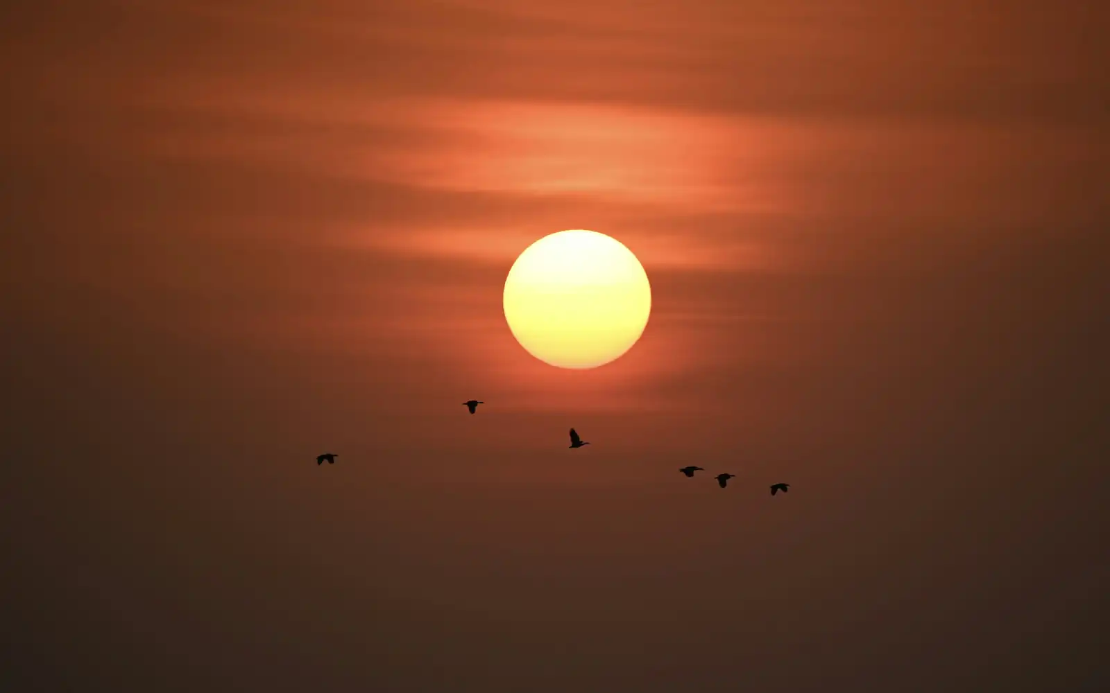 Le soleil se couchant sur un fleuve où volent des oiseaux