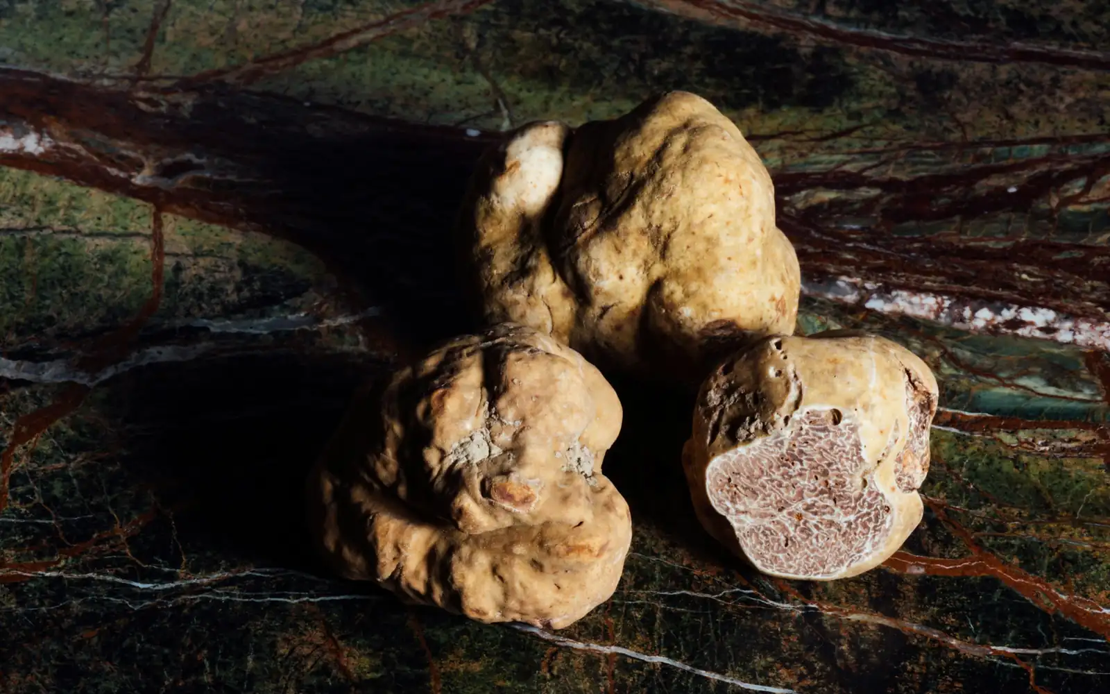 Des truffes blanches fraîchement trouvées sur le sol de la forêt