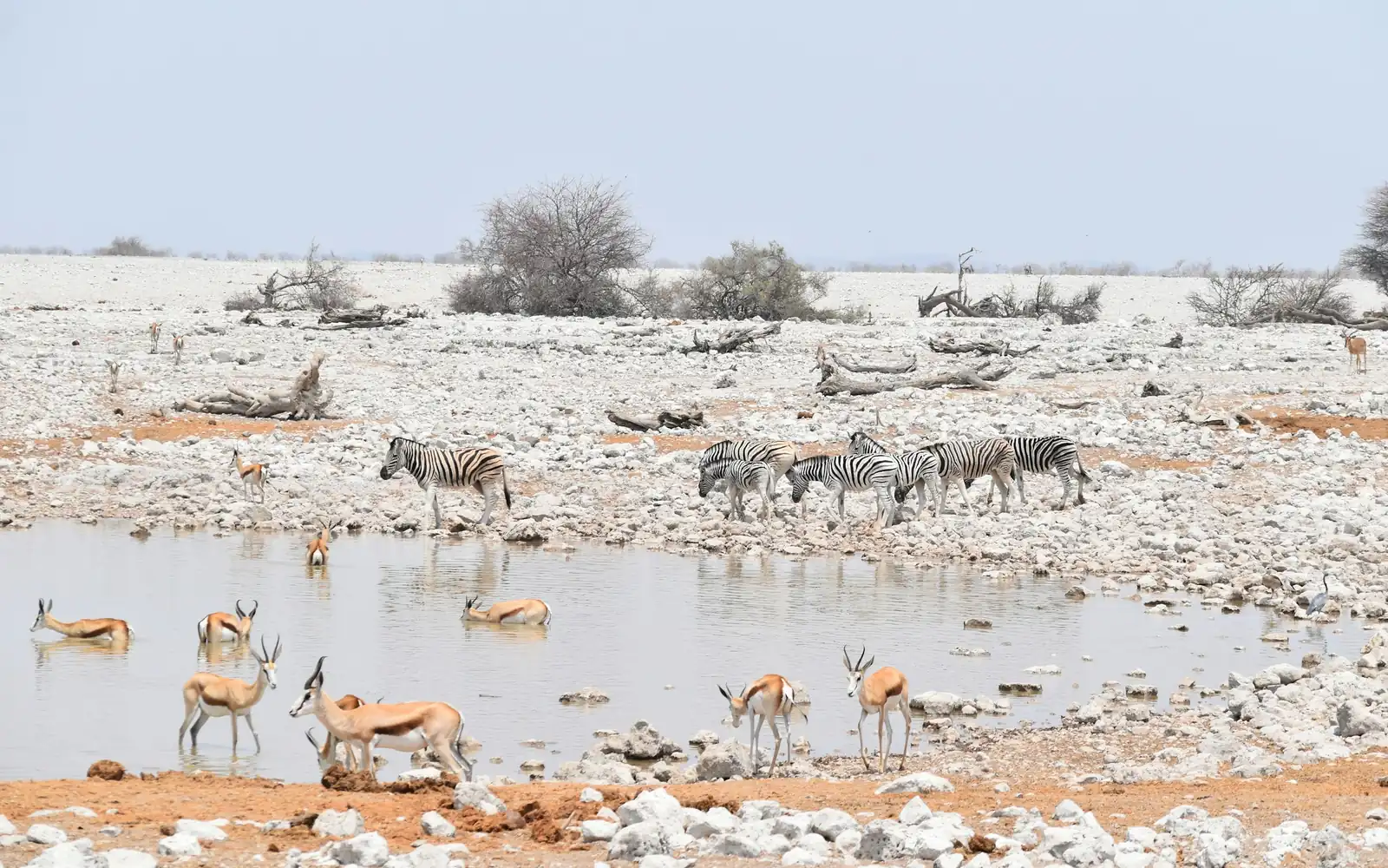 Zèbres et springboks à un point d’eau d’Etosha
