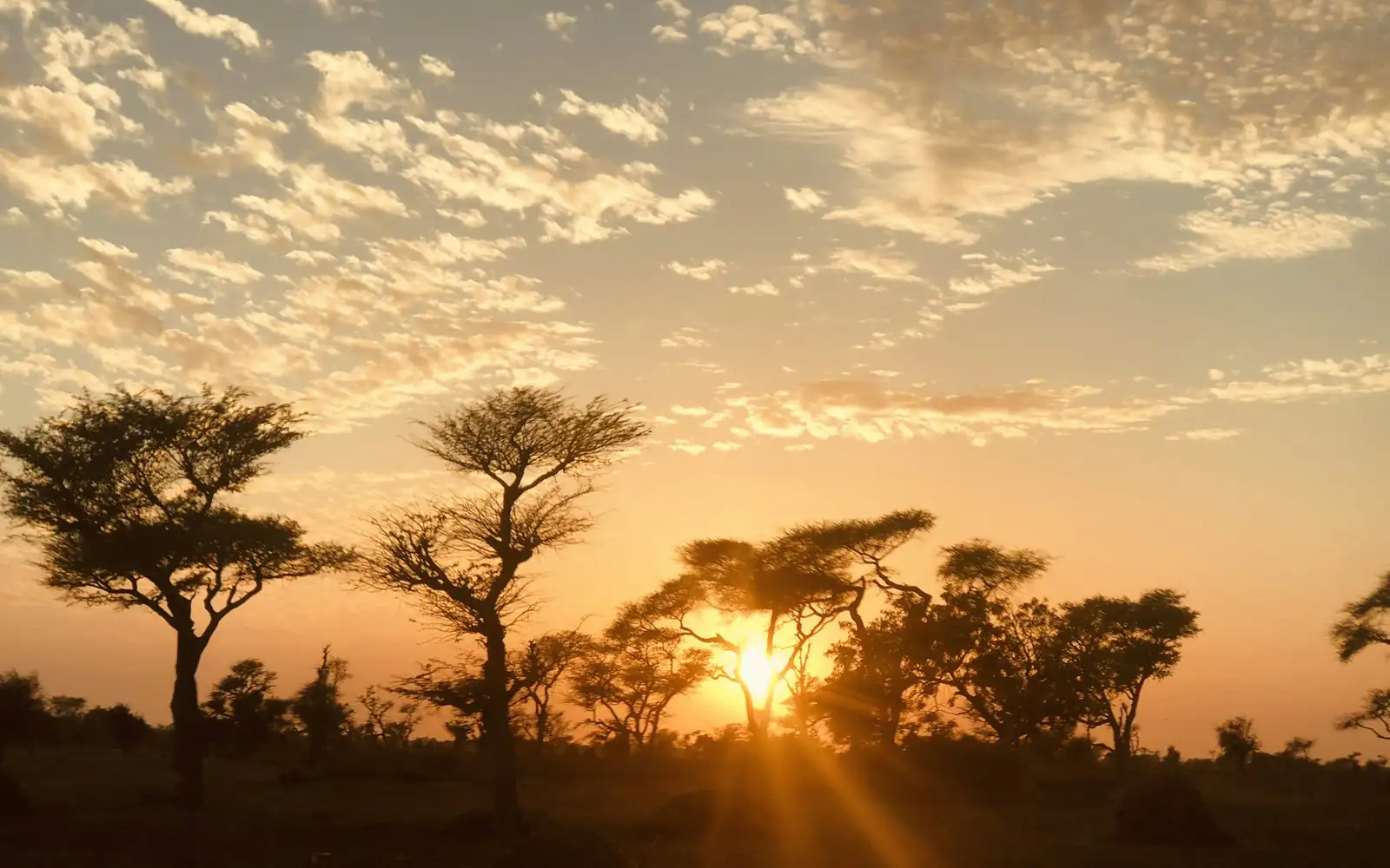Des acacias au coucher du soleil dans la savane