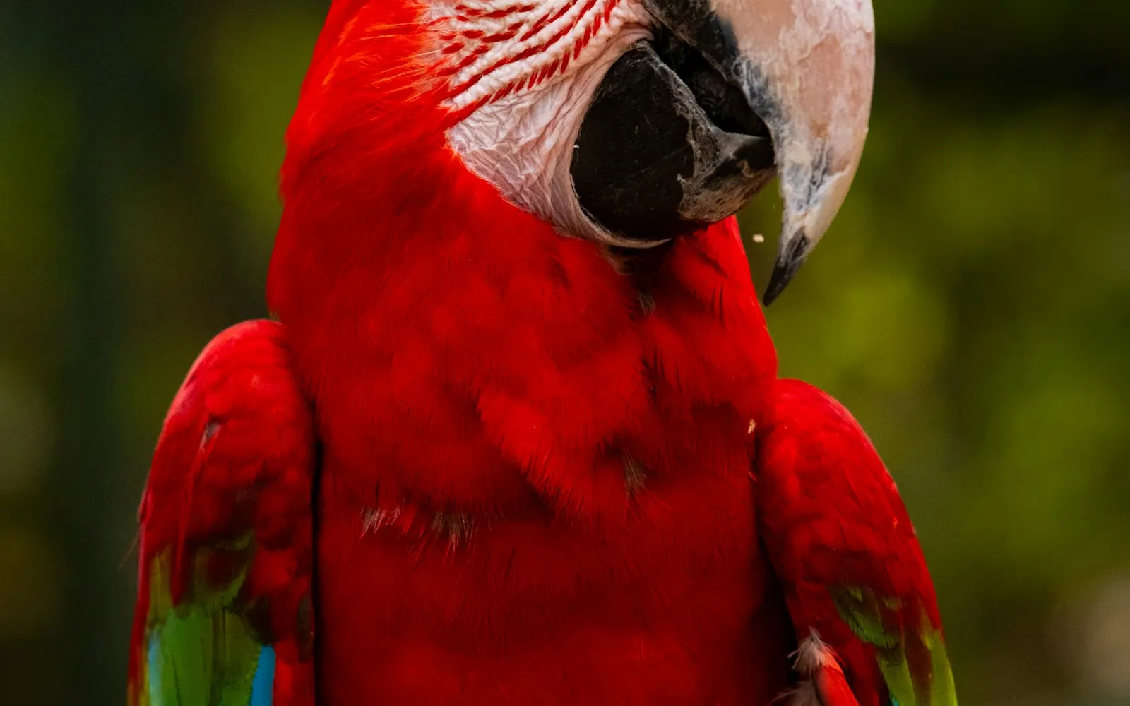 Un ara rouge dans la forêt tropicale